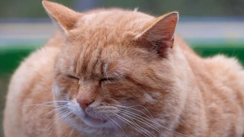 Fat ginger cat sits on a bench and looks around Stock Footage 82336106