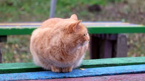 Fat ginger cat sits on a bench and looks around Stock Footage 82382404