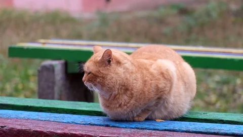 Fat ginger cat sits on a bench and looks around Stock Footage 82382441