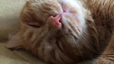 Fat ginger cat sleeps and twitches in a dream Stock Footage 157855629