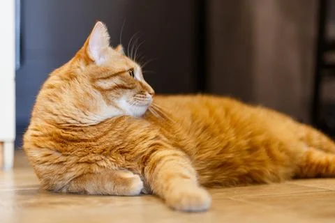 Fat ginger cat tabby having fun outdoor indoor , playful, wooden floor, chi.. Stock Photos