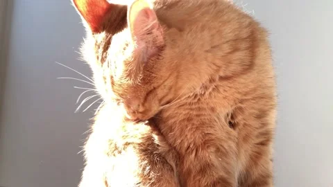 Fat ginger cat washing in the sun Stock Footage 154027735