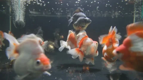 Fat Goldfish Stock Footage