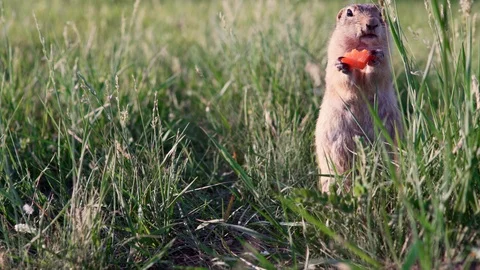 Fat gopher or ground squirrel sits in the grass and nibbles or eats a carrot. Stock Footage 113878565