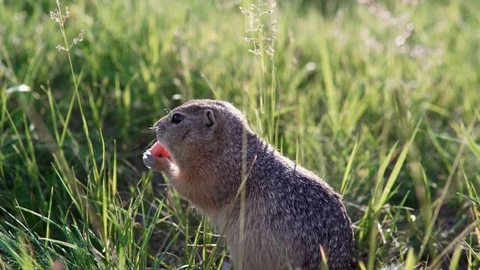 Fat gopher or ground squirrel sits in the grass and nibbles or eats a carrot. Stock Footage 113952930