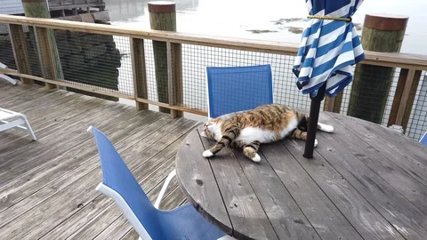 Fat Gray Cat Rolling on a Picnic Table Stock Footage 124166490