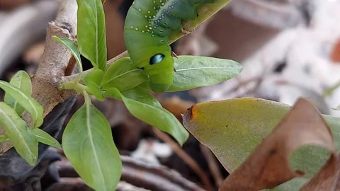 Fat green worm with big eyes Stock Footage 267561591