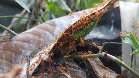 Fat green worm carcass  moved Stock Footage 267997802