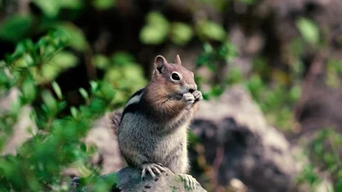 Fat Ground Squirrel Chewing on a Seed  Stock Footage 285874268