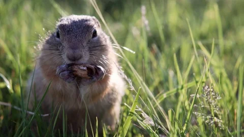 Fat ground squirrel sits in the grass and nibbles or eats a peanut. Copy space Stock Footage 113878434