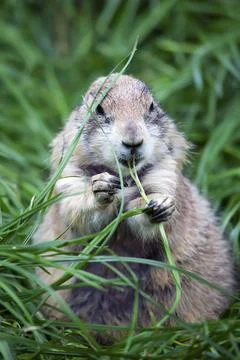 Fat Groundhog 2 Stock Photos
