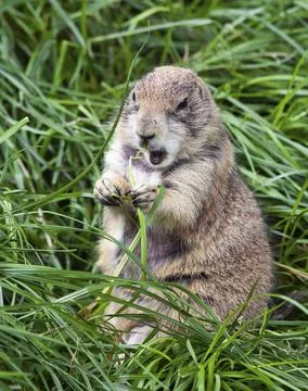 Fat Groundhog Stock Photos