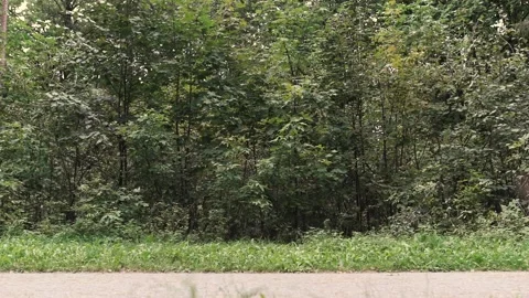 Fat guy is walking in the park in the summer Stock Footage 130564624