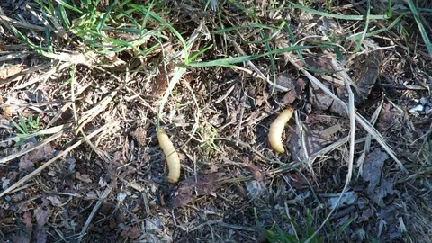 Fat insect larvae, larva of meal worm. Bait for fishing rod, worms for fishing Stock Footage 75490966