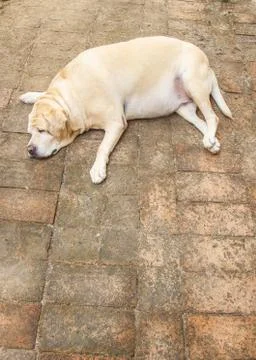 Fat labrador retriever sleep on the floor Stock Photos