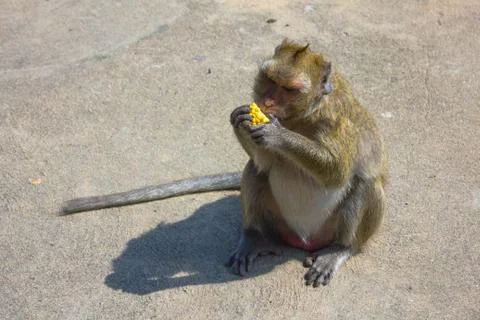 Fat monkey eating corn. Stock Photos