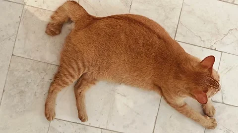 Fat orange cat lying on the floor Stock Footage 304437227