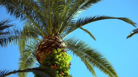 Fat Palm Tree And Cloudless Sky Stock Footage 93304606