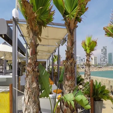 Fat Palm Trees At The Pier Stock Footage 69446372