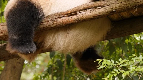 Fat panda bear sleeping. Stock Footage 109787491