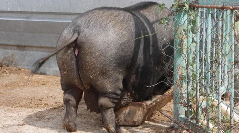 Fat Pig Eat. Back View Stock Footage 66906372