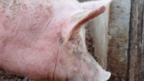Fat pig looking at camera Stock Footage 80419678