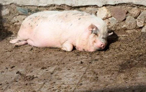 Fat pig lying on the ground Stock Photos