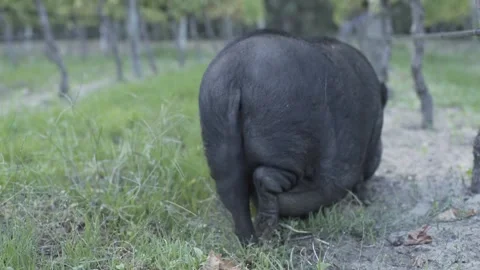 Fat Pig Tail Stock Footage 163261250