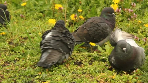 Fat Whitte Pigeon Stock Videos – Royalty-Free HD & 4K Videos | Pond5