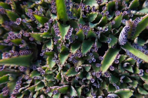 Fat plants with tiny flowers. Stock Photos