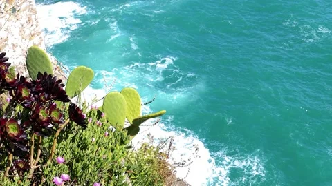 Fat plants with two seagulls in the background over the sea of Cinque Terre Stock Footage 156102702