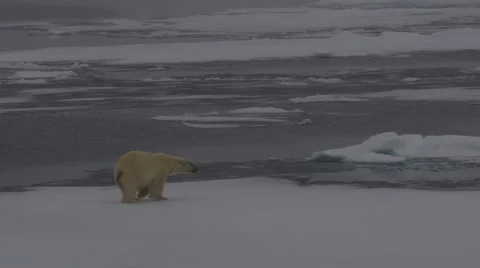 Fat Polar Bear Walking on Arctic Sea Ice Near Melt Holes  Stock Footage 48247133