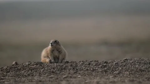 Fat prairie dog Stock Footage 150231557