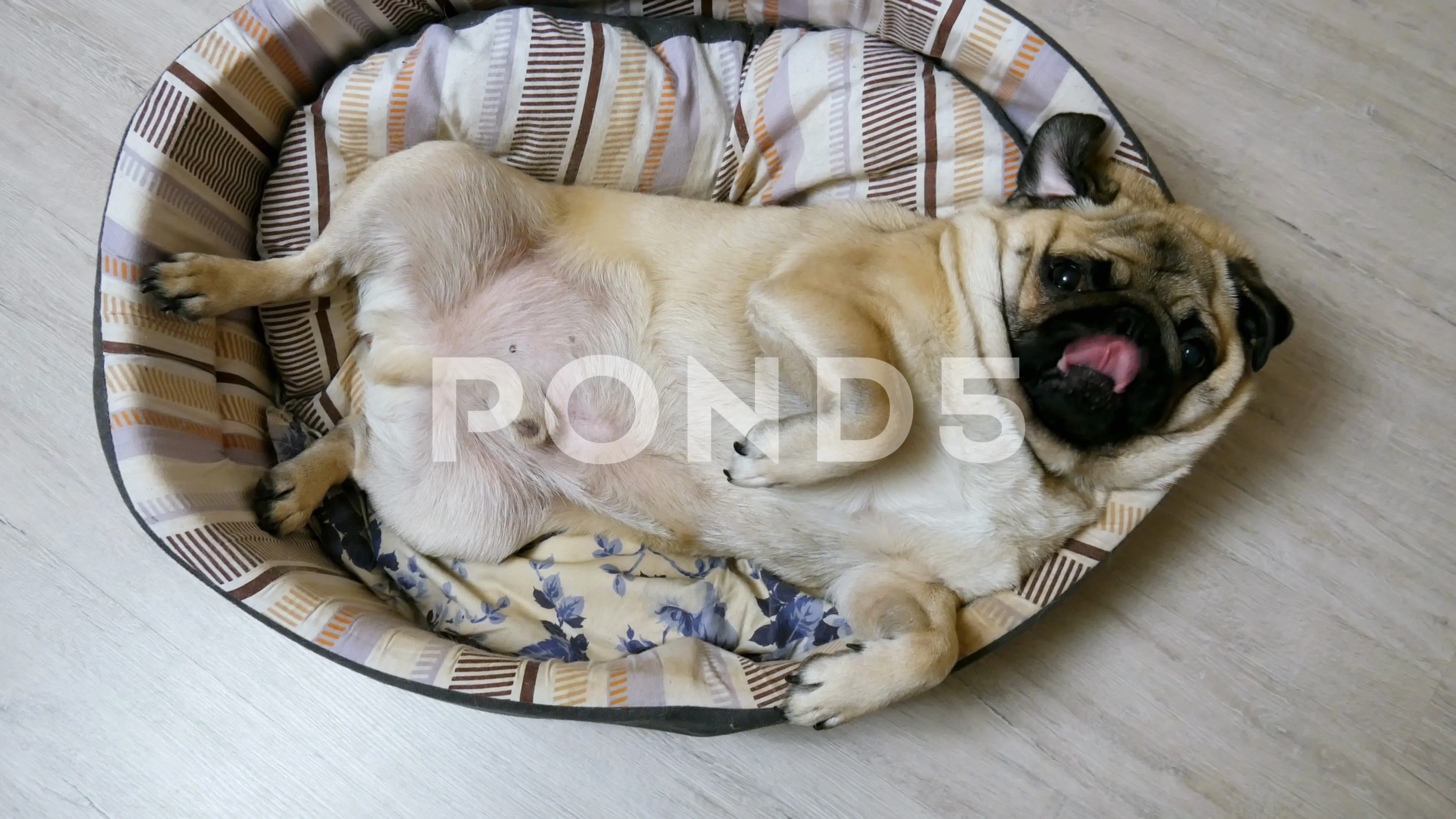 Fat pug dog going to sleep in dog bed, v... | Stock Video | Pond5