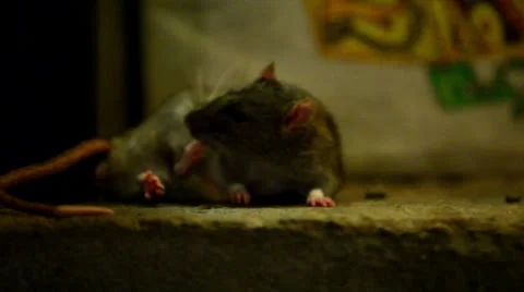 Fat rat in the sewer Stock Footage 25360400
