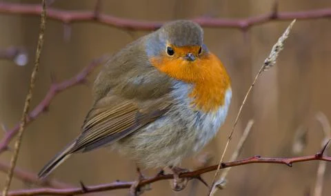 Fat Robin Stock Photos