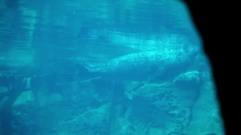 Fat seal glides by at the surface of a water tank in an aquarium Stock Footage 332158889