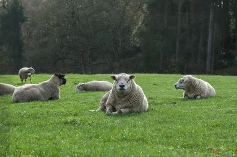 Fat sheep on grass in Scotland Stock Photos