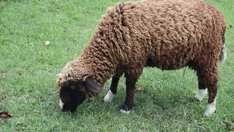 A fat sheep grazing on grass Stock Footage 338368632
