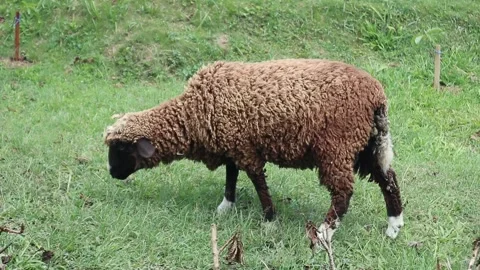 A fat sheep grazing on grass Video stock 338368634