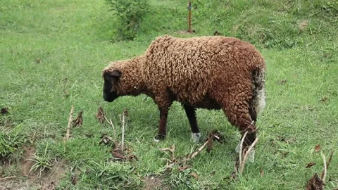 A fat sheep grazing on grass Stock Footage 338368674