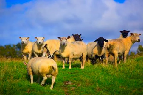 Fat sheep group 2  Stock Photos