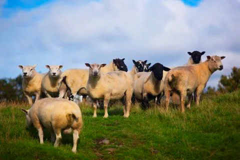 Fat sheep group close up  Stock Photos