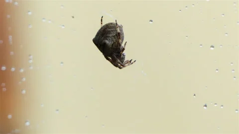 Fat Spider on its Web Vidéo 171112667