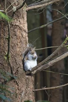 Fat squirel sitting in a pine tree with a nut Stock Photos