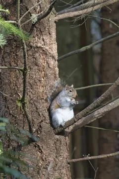Fat squirel sitting in a pine tree with a nut Stock Photos