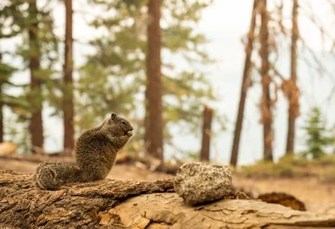 Fat Squirrel Stops for a Snack On Fallen Tree Fotos de archivo