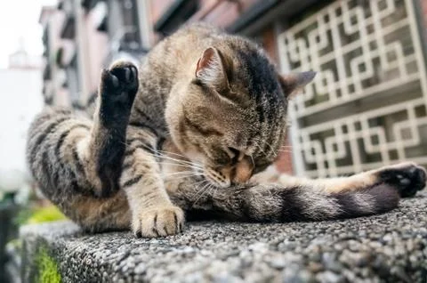 Fat stray tabby cat scratching himself Stock Photos