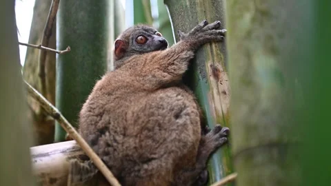 Fat-tailed Dwarf Lemur. Madagascar nature Stock Footage 323352869