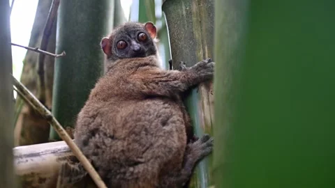 Fat-tailed Dwarf Lemur. Madagascar nature Stock Footage 323353020
